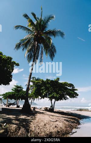 Beach front palms in Costa Rica Stock Photo