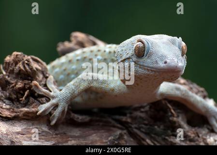 Tokay gecko on tree branch after molting Stock Photo