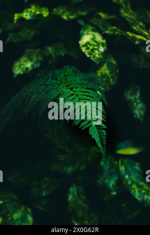 Softly Lit Fern Leaf Against Variegated Foliage Background Stock Photo