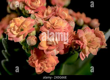 Orange kalanchoe flowers on a black background Stock Photo