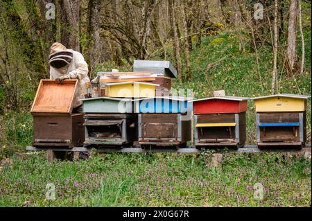 Beekeeper in full suits checking honey on the beehive frame in the forest. Stock Photo