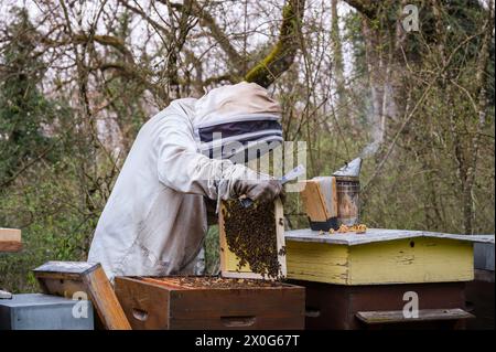 Beekeeper in full suits checking honey on the beehive frame in the forest. Stock Photo