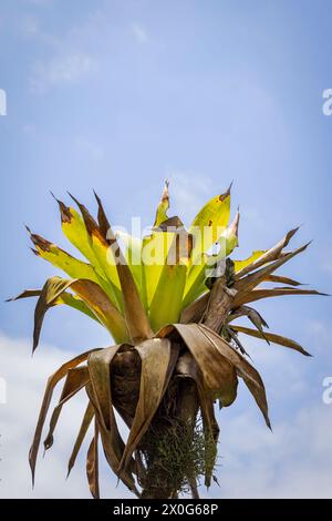 Epiphyte plants growing on branches in trees in Costa Rica rainforest in Central America Stock Photo