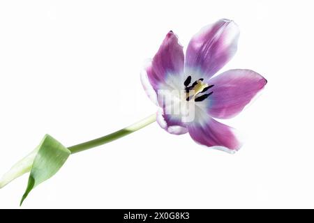 A close up beautiful high key single purple tulip against a white background Stock Photo
