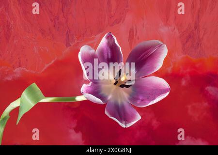 A wonderful close up single purple tulip on a red mottled background texture Stock Photo