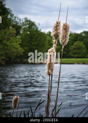 Cattails growing beside a peaceful lake with soft blurred background, a natural wetland image showing calm water, reeds and lakeside vegetation Stock Photo