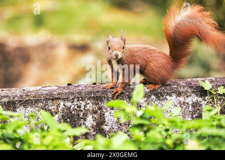 Berlin, Germany. 12th Apr, 2024. Gorilla Fatou celebrates her 67th birthday at Zoo Berlin. The squirrel also dropped by to celebrate. Credit: Paul Zinken/dpa/Alamy Live News Stock Photo