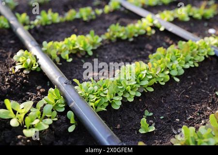 automated drip irrigation system watering lettuce plants grown in a garden bed, using biological methods. An automated drip irrigation system has been Stock Photo