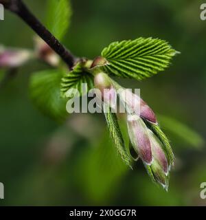 Spring buds opening on a tree branch with young green leaves against a soft blurred background. Stock Photo