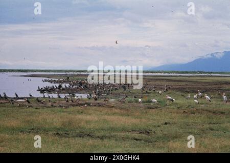 Innumerable birds like cormorants, marabou, Nile geese, storks, terns and spoonbills at Lake Manyara in the park of the same name in Tanzania. [automated translation] Stock Photo