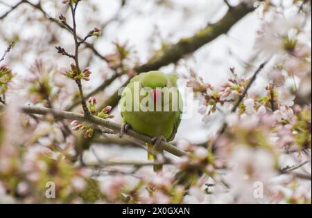 London, UK. 7th March 2024. A ring-necked parakeet, also known as rose-ringed parakeet, rests on a cherry blossom tree in a park. Credit: Vuk Valcic/Alamy Stock Photo