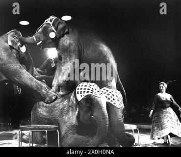 Photo taken at Zirkus Krone during the performances. In the picture, the circus elephants show off their skills. [automated translation] Stock Photo