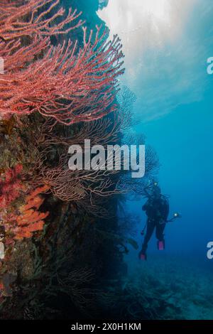 Coral growing on the wreck of the Benwood, Key Largo Stock Photo