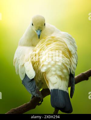 Pied imperial pigeon sitting on a branch preening Stock Photo