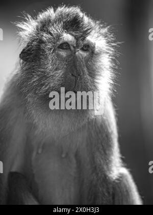 Javaneraffe, Langschwanzmakak,Java-Makak, Krabbenesser (Macaca ...