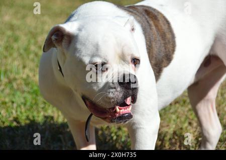 American bulldog up close and personal Stock Photo