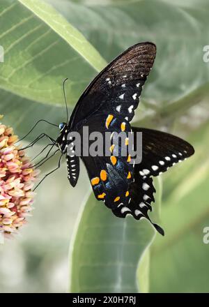 A profile close-up of a spicebush swallowtail aka the green-clouded butterfly (Papilio Troilus) with a pastel green background, macrophotography Stock Photo