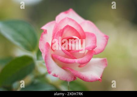 beautiful rose mother natures beauty Stock Photo