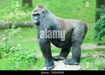 King kong gorilla hi-res stock photography and images - Alamy