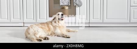 A Labrador dog gracefully seated on the kitchen floor in a peaceful moment. Stock Photo