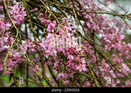 Pink ornamental cherry blossom in early spring-pendula rubra Stock Photo
