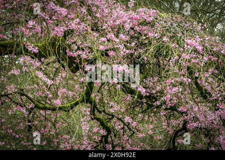 Pink ornamental cherry blossom in early spring-Pendula rubra Stock Photo