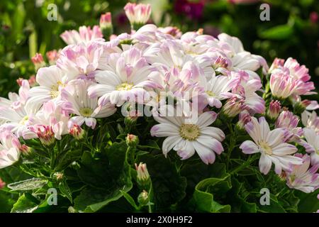 Colorful cineraria flowers bloom in a flower pot in a greenhouse. Stock Photo