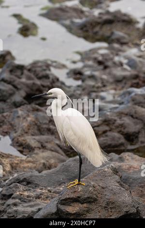 little egret, (Egretta garzetta), standing on a big rock, with volcanic rocks backround, in Tenerife, Canary islands Stock Photo
