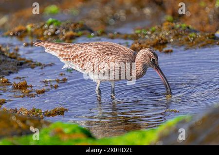 Eurasian curlew, (Numenius arquata),  searching for food underwater, with sunset light, Tenerife, Canary islands Stock Photo