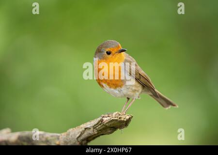 Front close up of a wild, UK robin bird (Erithacus rubecula) isolated on a branch looking over its shoulder; with natural setting green background. Stock Photo