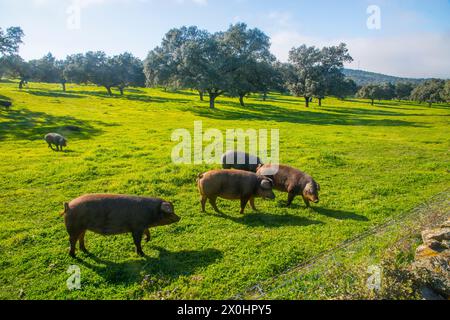 Iberian pigs in a meadow. Los Pedroches valley, Cordoba province, Andalucia, Spain. Stock Photo