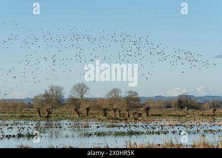 Golden plover (Pluvialis apricaria) and Dunlin (Calidris alpina) flock flying over mixed wildfowl resting on flooded marsh, RSPB Greylake, Somerset UK Stock Photo