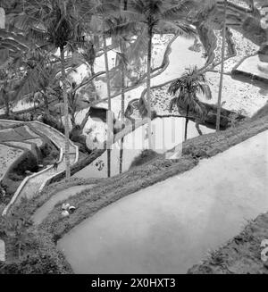 View from above on a terraced landscape with typical Asian rice fields, which are already harvested and filled with water. The landscape is interspersed with palm trees, at the left edge of the picture a staircase leads up the slope along the fields. [automated translation] Stock Photo