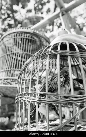 A bird is offered for sale in a small wooden cage at a bird market in Yogyakarta, Indonesia.  The cage is suspended from a bamboo frame. [automated translation] Stock Photo