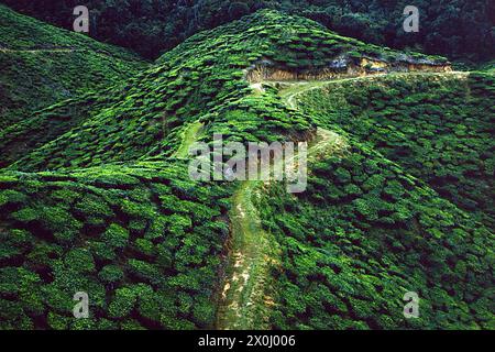 A path winds through the mountainous landscape of the Cameron Highlands in Malaysia. The path is lined left and right, closely by green tea bushes. [automated translation] Stock Photo