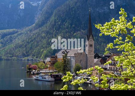 Hallstatt, Upper Austria, Austria. 12th Apr, 2024. The ''žEvangelische Pfarrkirche' church in the famous Austrian City of Hallstatt during the spring time. Hallstatt is a village on Lake Hallstatt's western shore in Austria's mountainous Salzkammergut region. Its 16th-century Alpine houses and alleyways are home to cafes and shops. The city is especially popular with Chinese tourists; so popular in fact, that China built a replica of the city, which opened in 2012. (Credit Image: © Andreas Stroh/ZUMA Press Wire/Alamy Live News) EDITORIAL USAGE ONLY! Not for Commercial USAGE! Stock Photo