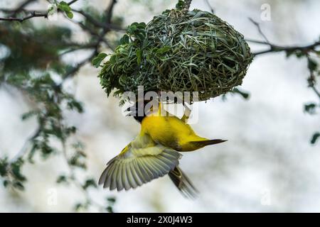 African Golden Weaver / Yellow Weaver, Botswana Stock Photo