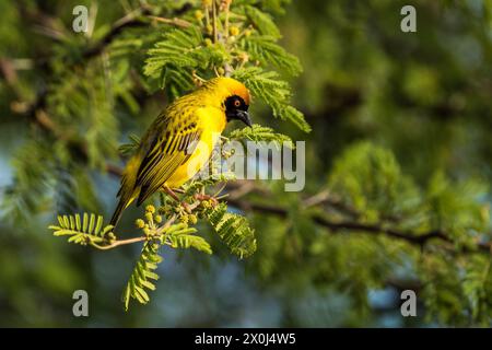 African Golden Weaver / Yellow Weaver, Botswana Stock Photo