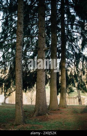 four tall spruce trees in spring Stock Photo