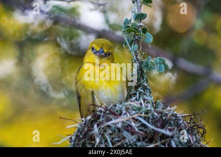 African Golden Weaver / Yellow Weaver, Botswana Stock Photo