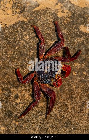 Sally Lightfoot crab (Grapsus grapsus) on the cliffs of Punta Colorada, San Jose Island, Baja California Sur, Mexico. Stock Photo