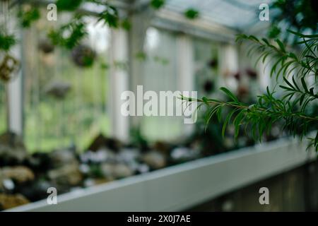 Flora inside a glasshouse in botanical garden Jevremovac in Belgrade. A variety of green tropical wild and indoor plants Stock Photo