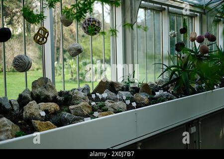 Flora inside a glasshouse in botanical garden Jevremovac in Belgrade. A variety of green tropical wild and indoor plants Stock Photo