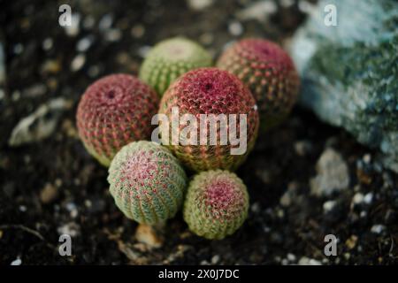 Flora inside a glasshouse in botanical garden Jevremovac in Belgrade. An exhibition of wild and domestic cactus plants from the desert Stock Photo