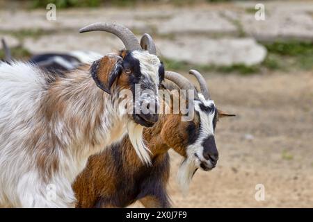 Image of two goat faces with horns and beard Stock Photo