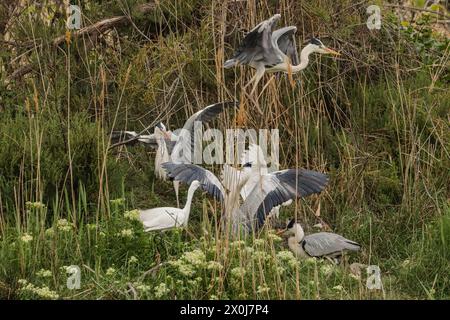 Grey herons and little egret in a nature reserve in Camargue, Rhône delta, southern France Stock Photo