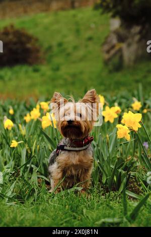 A charming fluffy Yorkshire Terrier sits in a bed of yellow daffodils and poses. A cute decorative dog in a spring park. Front view portrait of sweet Stock Photo