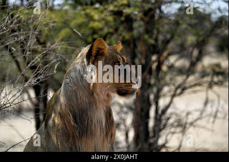 Portrait of a young lion Stock Photo