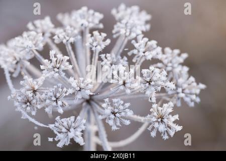 Flower Umbel Covered With Hoarfrost Germany Stock Photo Alamy flower-umbel-covered-with-hoarfrost-germany-stock-photo-alamy