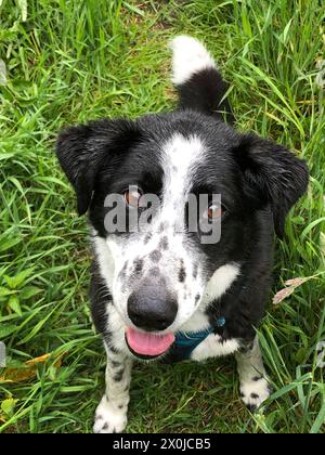 Dog, Spring, Meadow, Hamburg, Northern Germany, Germany Stock Photo